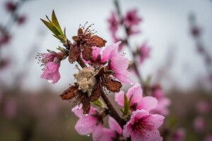 Zaštita breskve od monilije