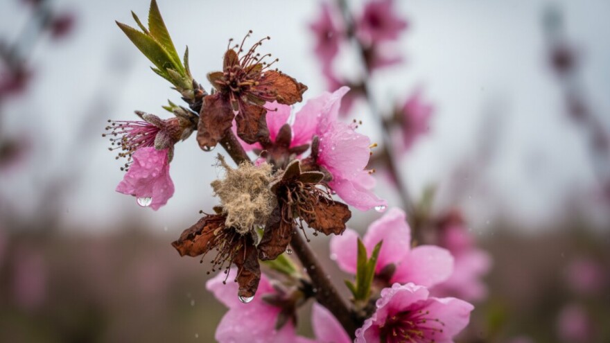 Zaštita breskve od monilije