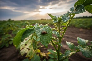 Zaštita cime kasnih sorti krumpira
