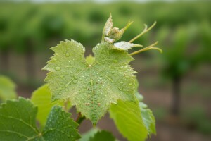 Zaštita cjepova od lozinih grinja šiškarica