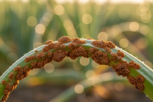 Zaštita crvenog i bijelog luka od hrđe