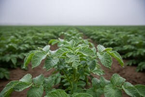 Zaštita gomolja i cime krumpira