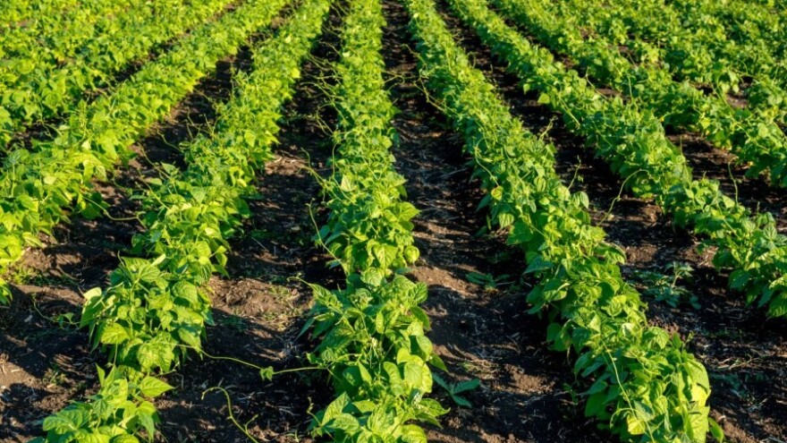 Antraknoza i fuzarijska trulež prijete grahu