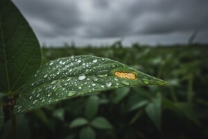 Zaštita graha prije oborina