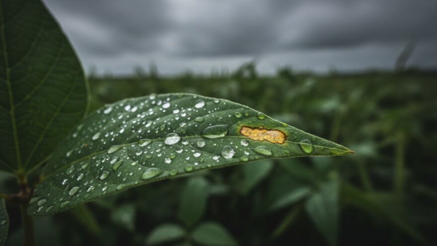 Zaštita graha prije oborina