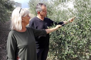 Zaštita izvornosti za "Dalmatinsko maslinovo ulje" i dalje na čekanju, sad već osam godina