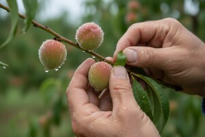 Zaštita jabuka i koštičavoga voća