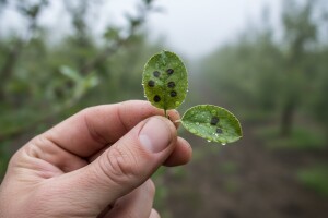 Zaštita jabuka i krušaka!