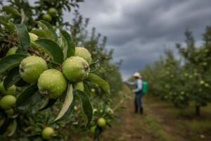 Zaštita jabuka i krušaka!