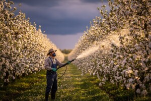 Zaštita jabuka i krušaka