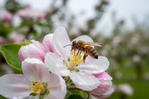 Zaštita jabuka i krušaka