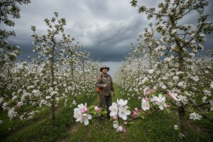 Zaštita jabuka i krušaka na karlovačkom području