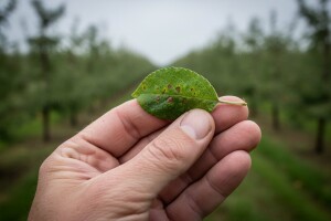 Zaštita jabuka i krušaka na virovitičkom području