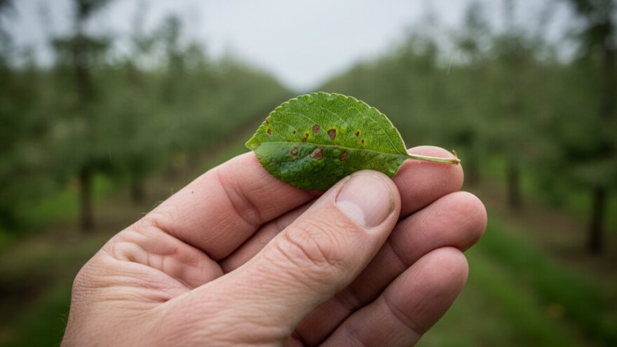 Zaštita jabuka i krušaka na virovitičkom području