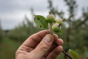 Zaštita jabuka i krušaka na zagrebačkom području