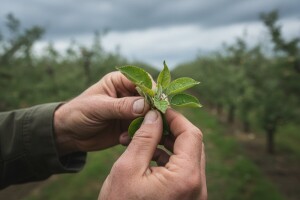 Zaštita jabuka i krušaka od krastavosti i mrljavosti