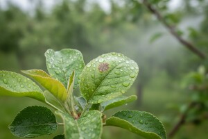 Zaštita jabuka i krušaka od krastavosti i pepelnice