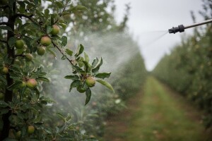 Zaštita jabuka i krušaka poslije kiše
