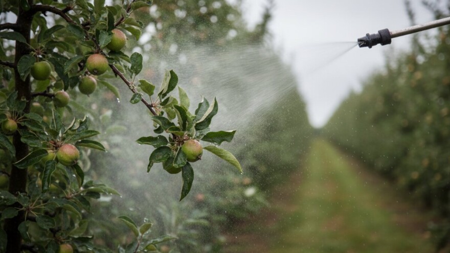 Zaštita jabuka i krušaka poslije kiše