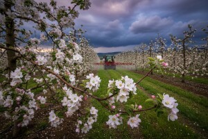 Zaštita jabuka i krušaka prije kiše