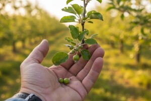 Zaštita jabuka i krušaka u Međimurju