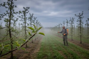 Zaštita jabuka, krušaka i koštičavog voća