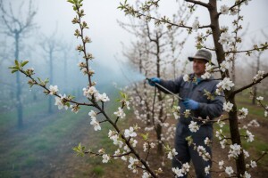 Zaštita jabuka, krušaka, jagoda i marelica