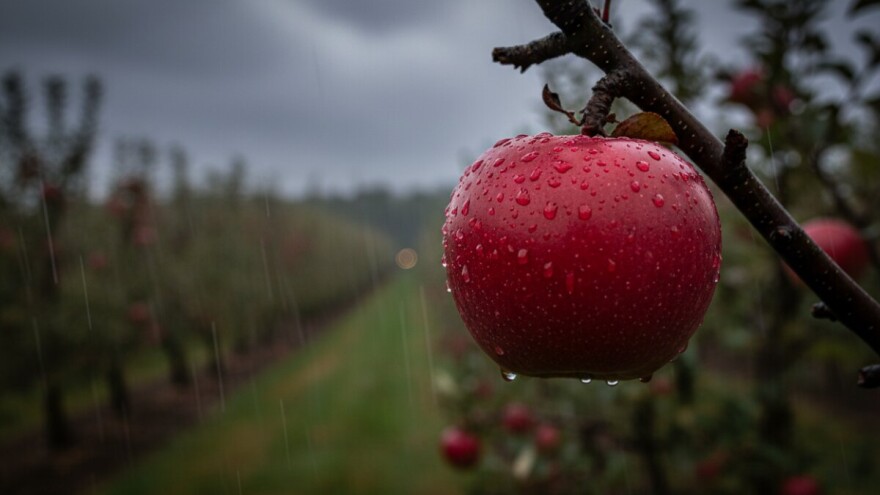 Zaštita jabuka na zadarskom području