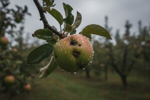 Zaštita jabuka nakon kiše i tuče