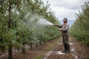 Zaštita jabuka od čađave krastavosti