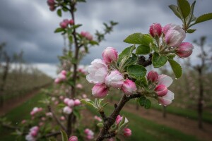 Zaštita jabuka od čađave krastavosti