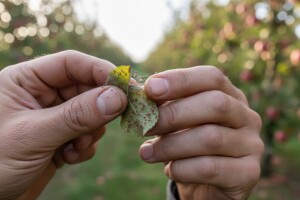 Zaštita jabuka od crvenog pauka