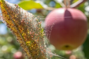 Zaštita jabuka od crvenog voćnog pauka