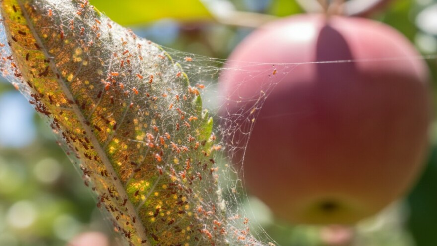 Zaštita jabuka od crvenog voćnog pauka