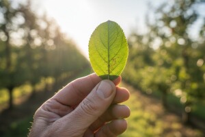 Zaštita jabuka od crvenoga pauka