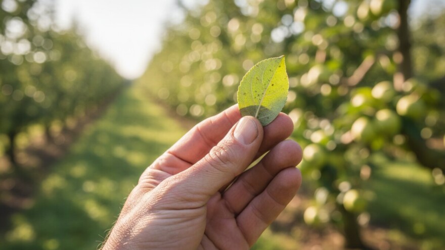 Zaštita jabuka od fuzikladija