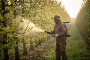 Zaštita jabuka od fuzikladija