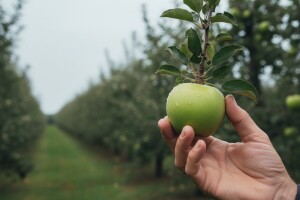 Zaštita jabuka od jabučnog savijača