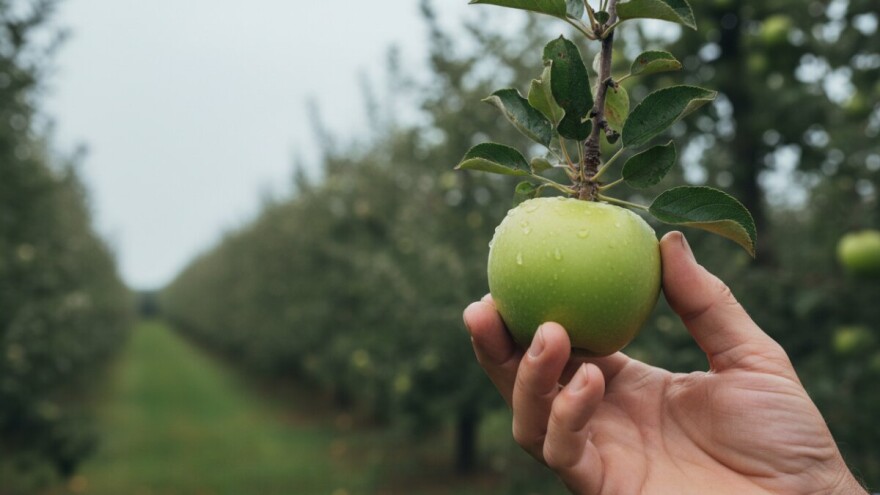 Zaštita jabuka od jabučnog savijača