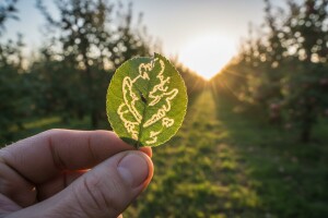 Zaštita jabuka od jabučnog savijača