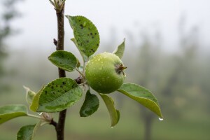 Zaštita jabuka od krastavosti