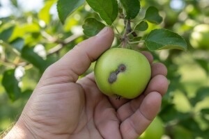 Zaštita jabuka od krastavosti