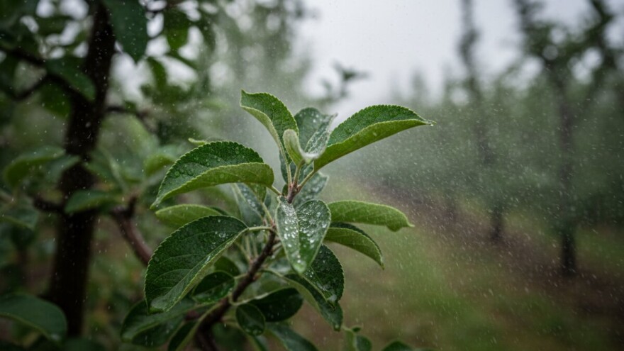 Zaštita jabuka od krastavosti