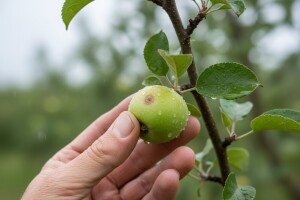 Zaštita jabuka od krastavosti i pepelnice