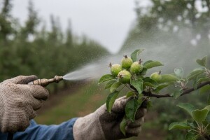Zaštita jabuka od krastavosti i pepelnice