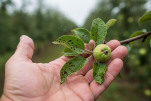 Zaštita jabuka od krastavosti i savijača