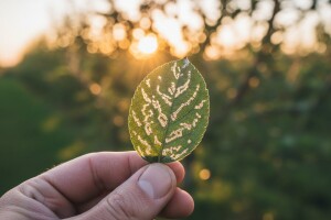 Zaštita jabuka od moljca kružnih mina