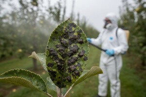 Zaštita jabuka od mrljavosti lista i pepelnice