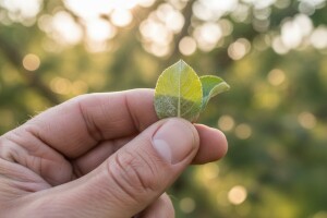 Zaštita jabuka od pepelnice i krastavosti