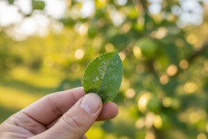 Zaštita jabuka protiv fuzikladija i pepelnice